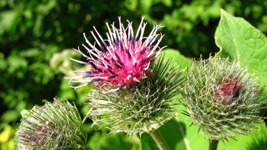 Sementes de Bardana, planta que inspirou a criação do velcro